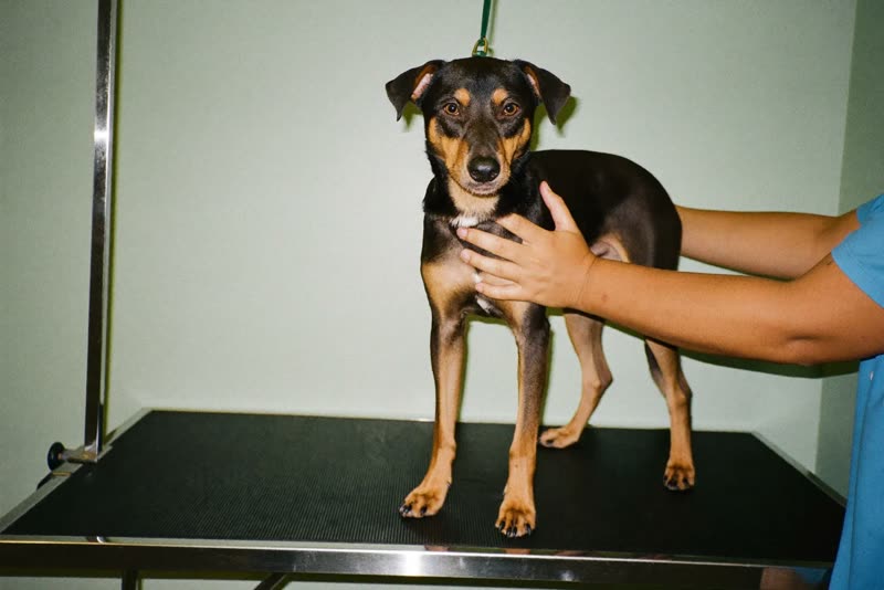 A dog standing on a grooming table