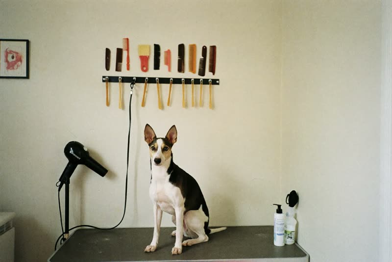 A corner of a small grooming room with tools laid out