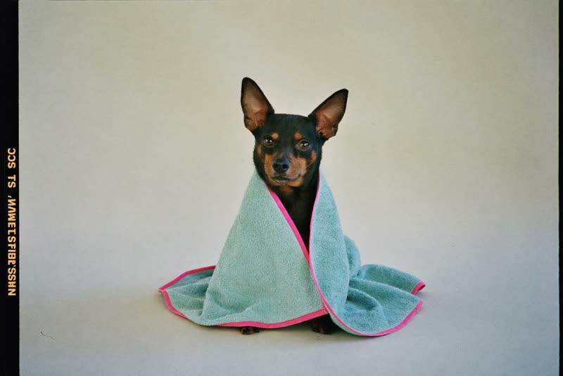 A small dog wrapped in a towel after its groom