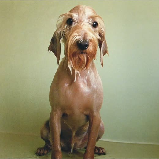 A small wet terrier after a bath
