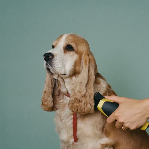 Clippers trimming a spaniel's coat