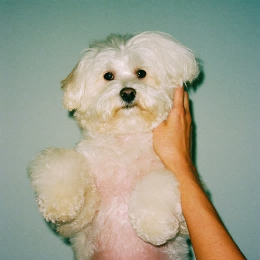 A fluffy white dog blow-dried to a full coat