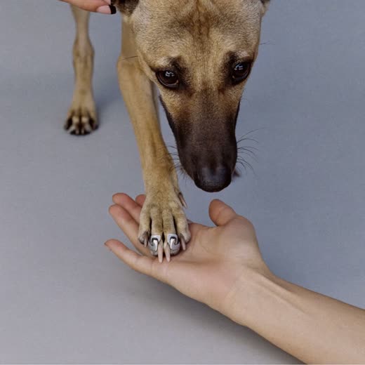 A dog's paw having its nails clipped
