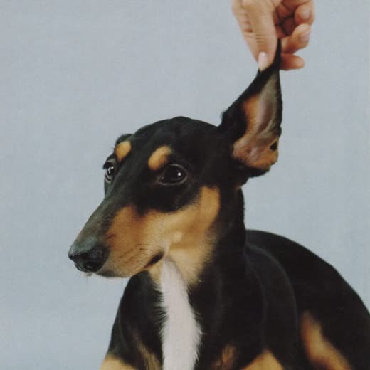 A dog's ear being checked during grooming